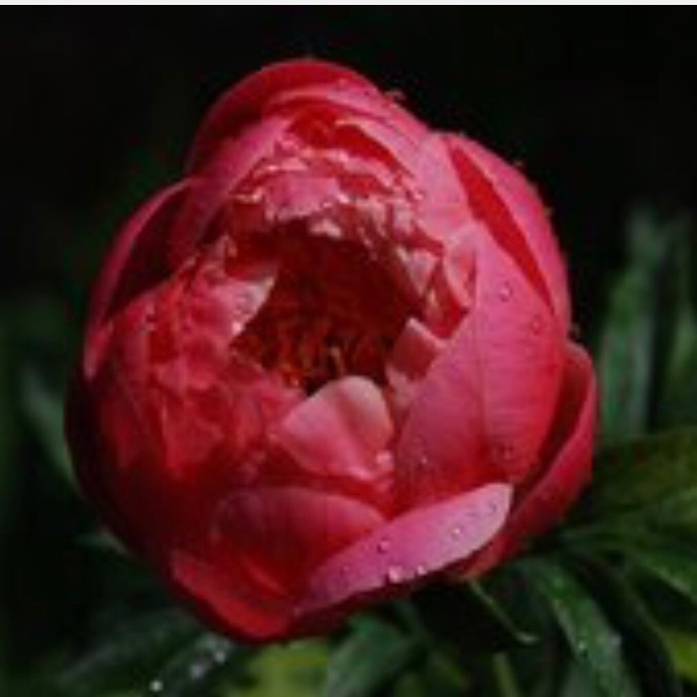 Meet your Posher, Molly